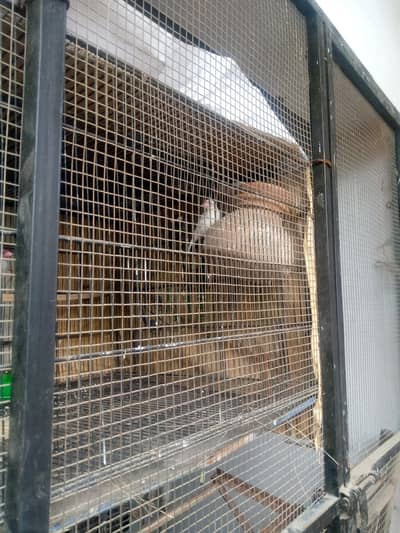 gry jawa 1 pair waiht jawa 1 pair