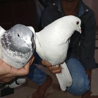 pigeon sale