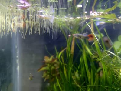 Toxedo Koi Guppy Bee Shrimps
