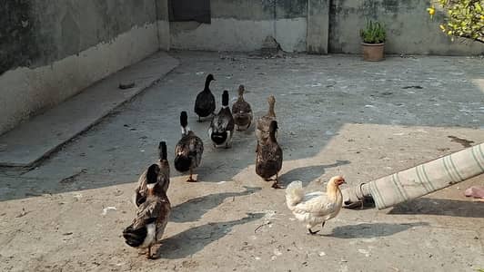 5 Duck Pair for Sale