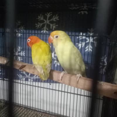 Green pale fellow breeder Femail with Parblue pale fellow mail