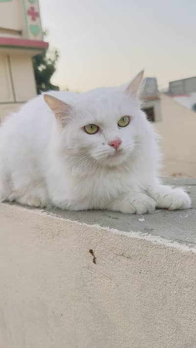 Persian Cat For Sale