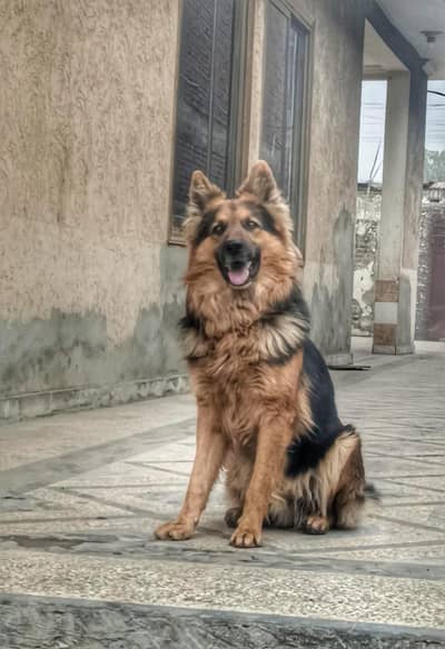 German Shepherd Male