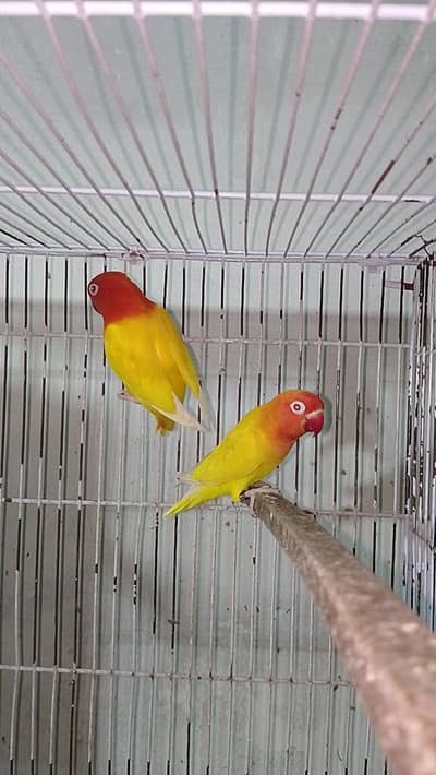 Lutino Opline Pair & Hogo Pair