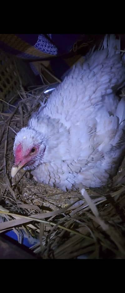 2nd breed kurak Madi for sale 03285873706