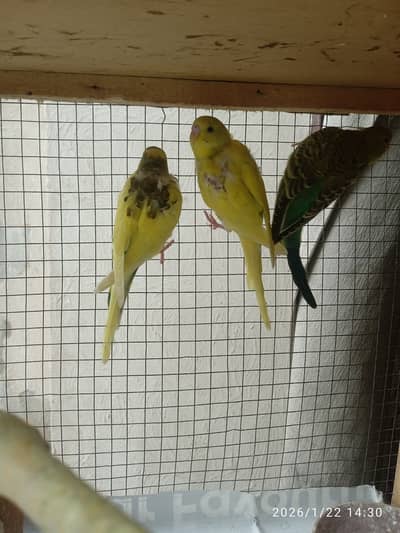 Budgie parrot for sale