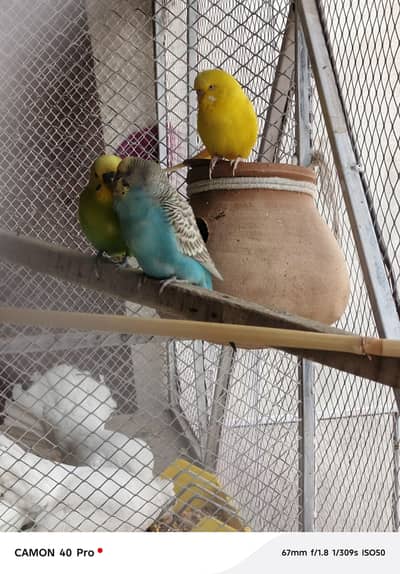 love birds breader pair bajri breader pair  Yellow red eyes single mal