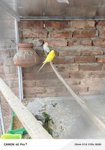 love birds breader pair for sale