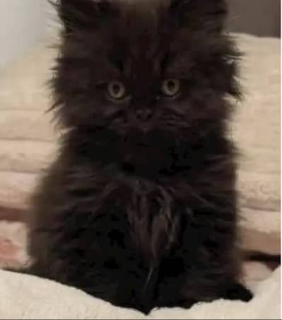 CASH ON DELIVERY high quality blue eyes KIttens Healthy guaranteed