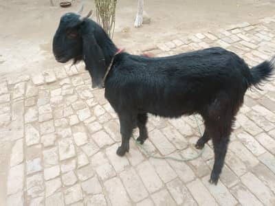 Pergnet goat