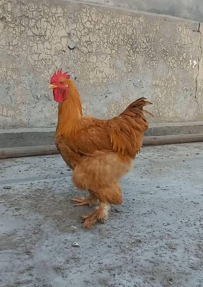Golden Heavy Buff Male and White Heavy Buff Chicks Pair 03204143422