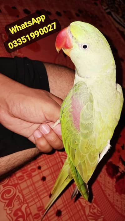 Raw parrot for sale