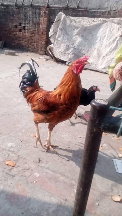 ak saal ka ha murgah