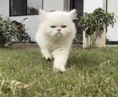 Blue eye Punch face Persian  kitten
