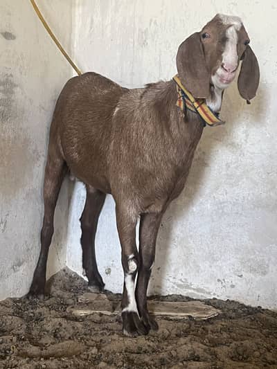 3 healthy goat for sale. 2 male 1 female