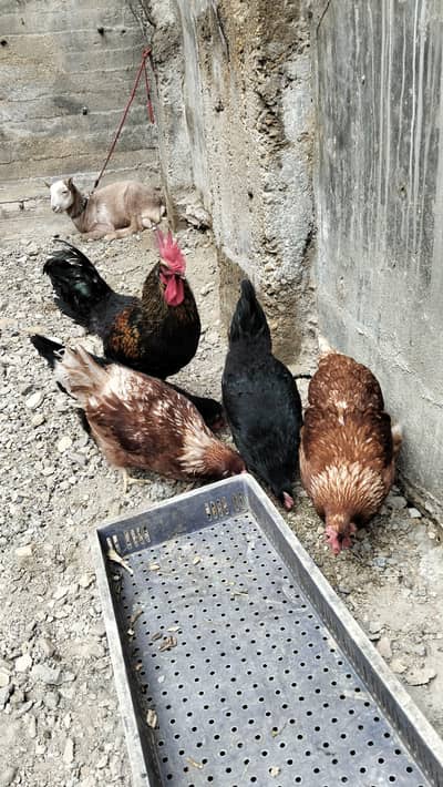 Lohman Brown and Lohman Black