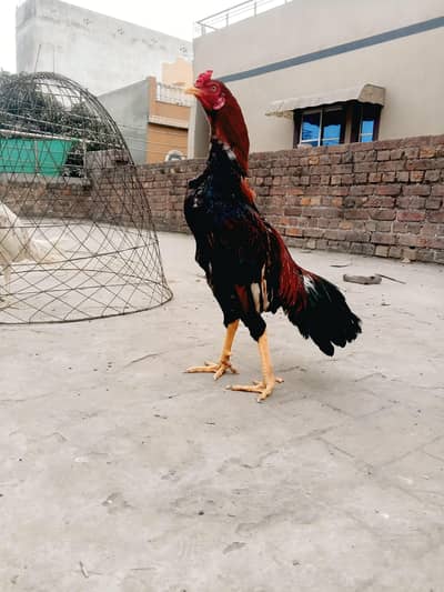 assel patha male, full active and healthy