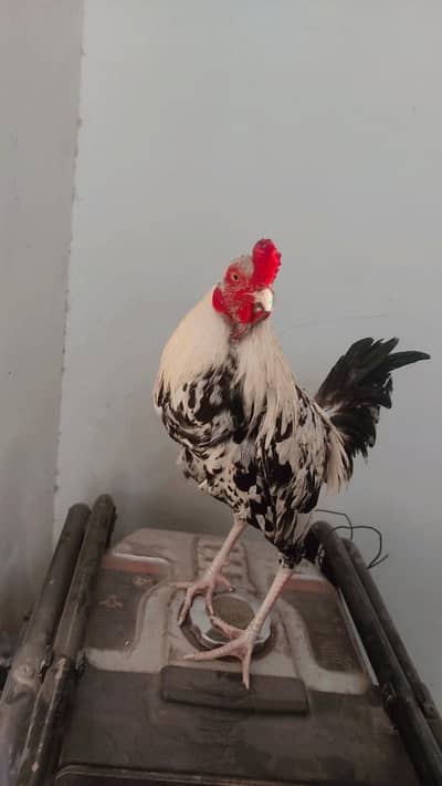 shadbanpark street 2