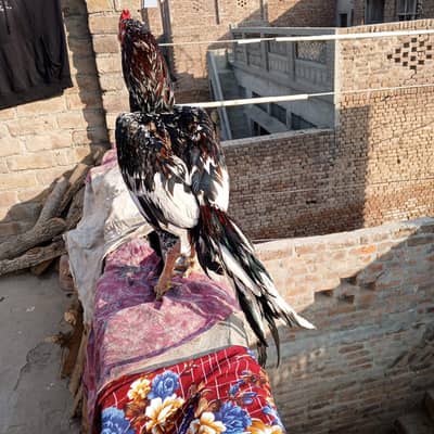 pure Aseel Rooster Available For Sale