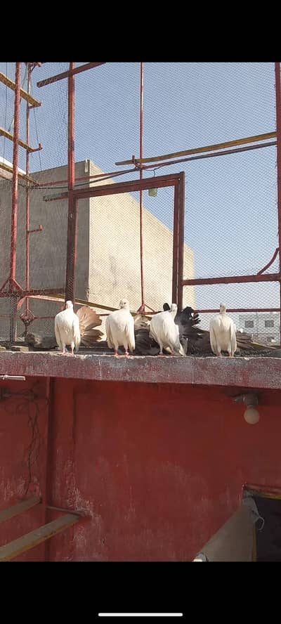 Lakay kabotar 2 pair for sale