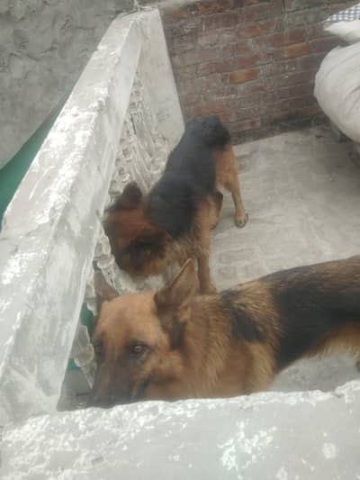 good and healthy male and female pair. 03281044041