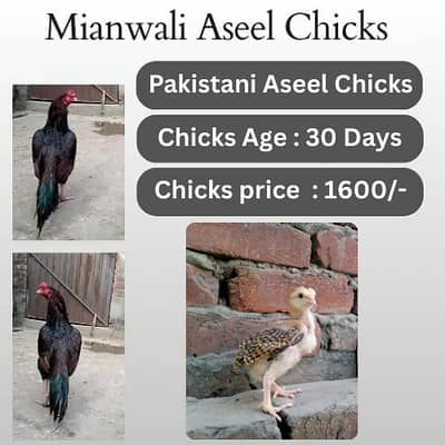 Aseel |Mianwali|Jawa| lakha|mushki murghi |chicks |eggs |03044321380