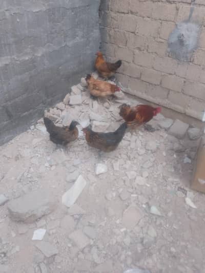 ande wali misri morgi sale Karne hen 3 morgia or ak morga,