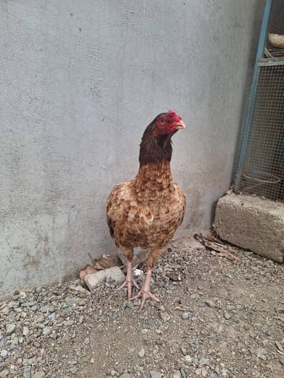 Heera & lakha pure old blood line mazboot gand jor