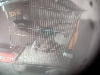 cage with white tail dove pair