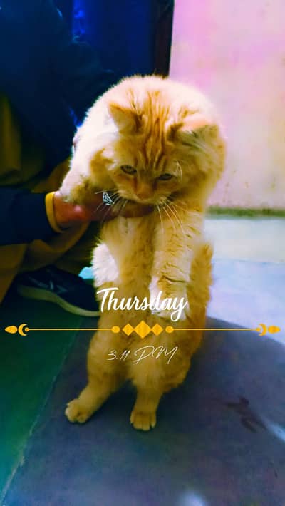 good lonking and frendly cate