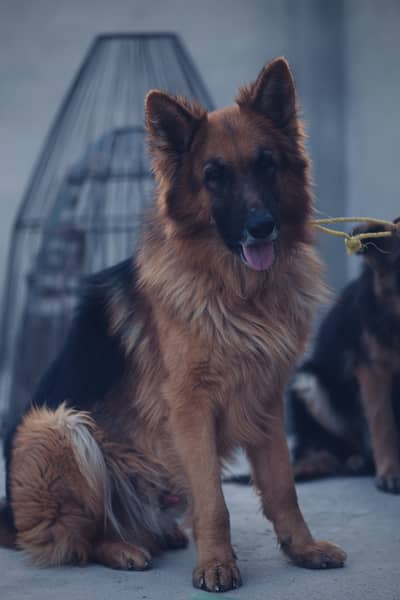 German shepherd male for sale