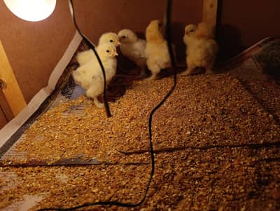 light Columbian brahma chicks