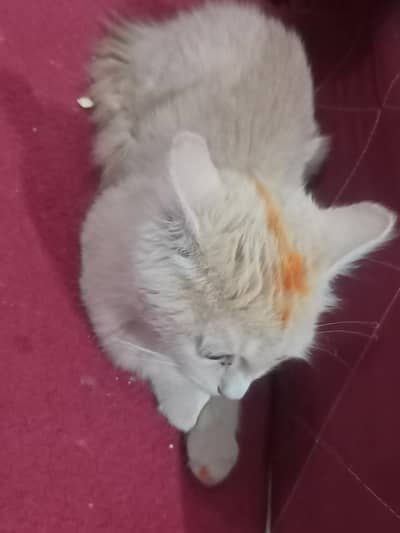 Persian cat selling need money