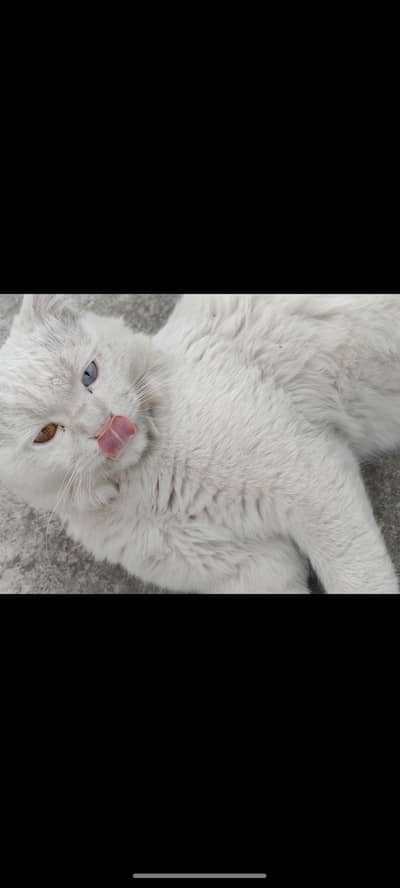 male ha demand 6000 kami pashi ho jai ki location sialkot