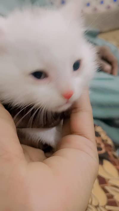 I have to sell a cat.