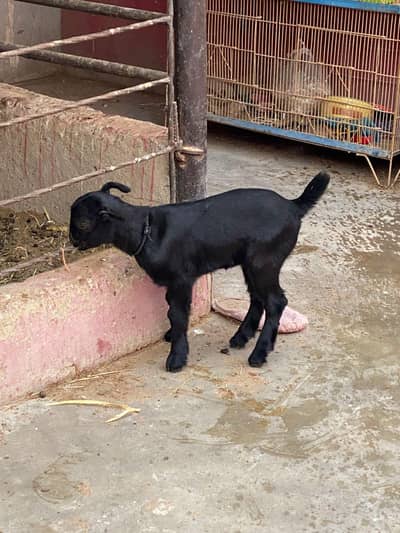 gulabi teddy abluck bakri pink nose with female kid