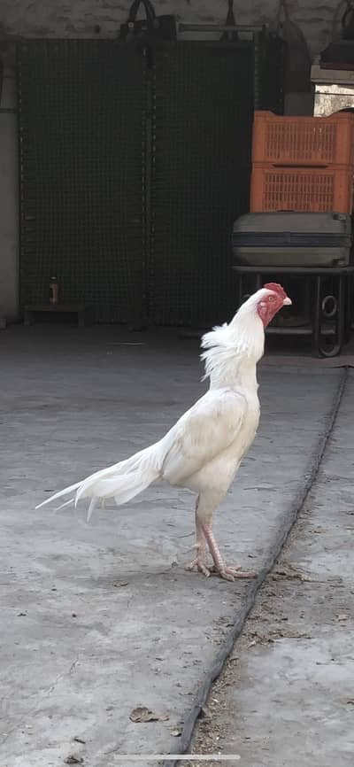 Heera patha amroha cross