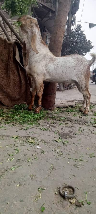 2.50 year pure makechana breder