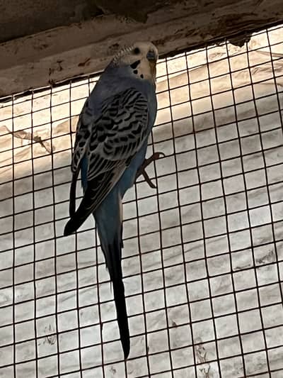 Australian/Bajri Breeder Male