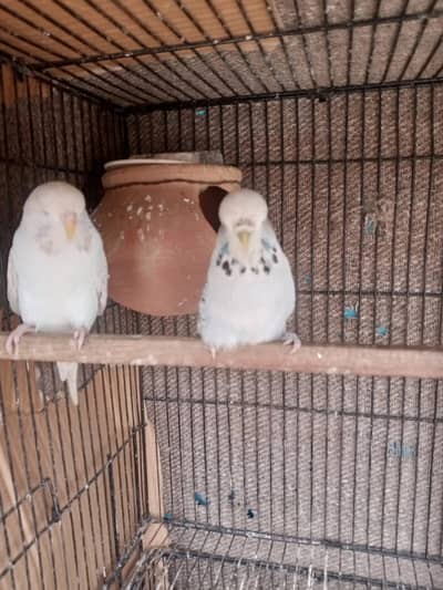 exhibition budgies parrot