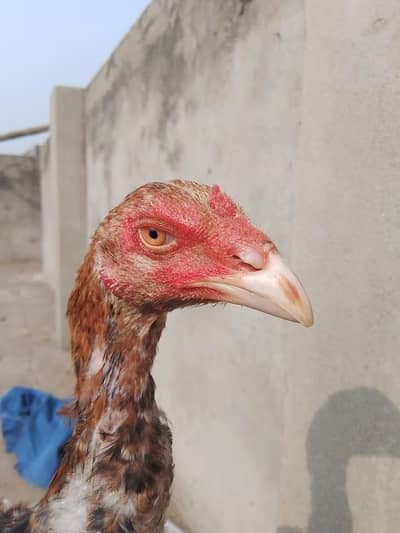 high quality aseel patha