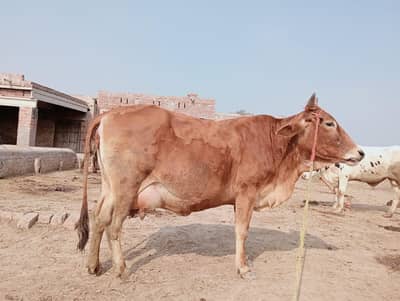 buht pyare cow 2sra wara