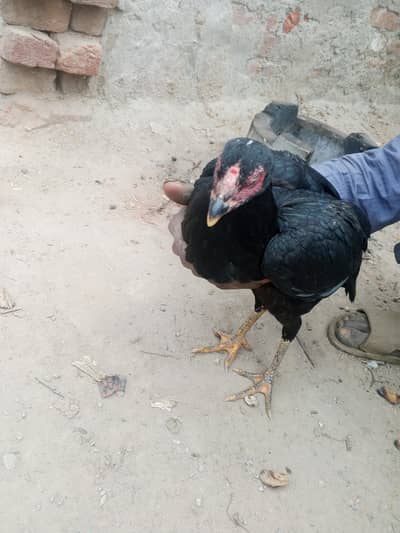 jisne Lena ho raabta Karen