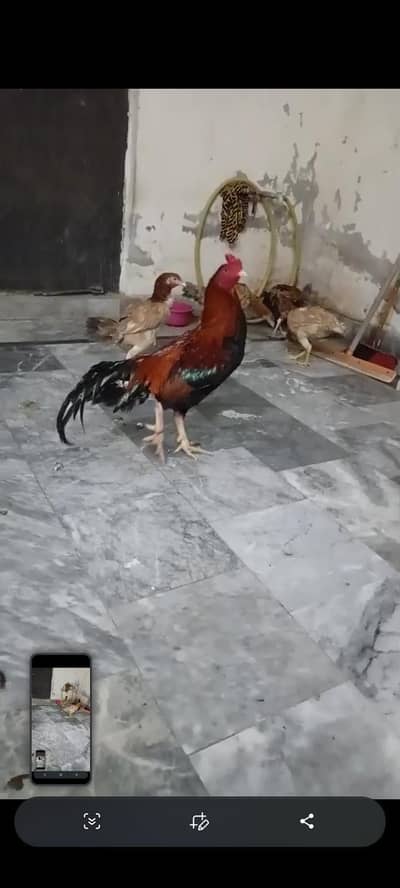 4 murgilya hain 1 murga aseel asal