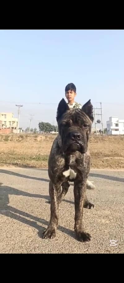 Cane Corso puppy import quality