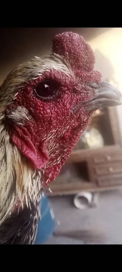 walti aseel fiter morgha  bohat achi game hay