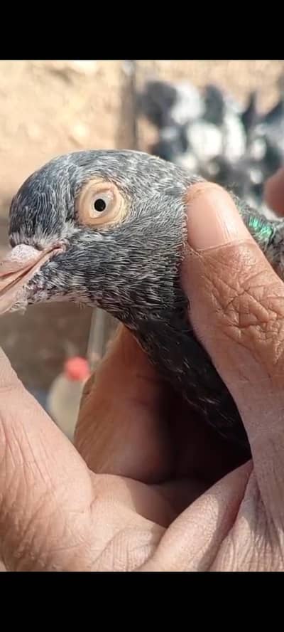 Barding kabotor for sale  3000. . 3/1/3/5/4/1/1/0/8/2