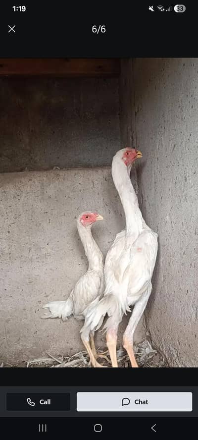 YOUNG JAPANESE SHAMOO PAIR IN REASONABLE PRICE  0300 4721454