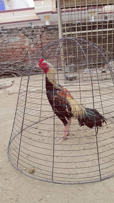 Aseel jawa age 12 month