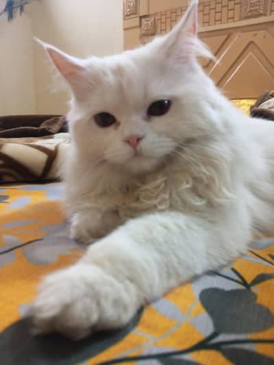 pure white Persian male cat